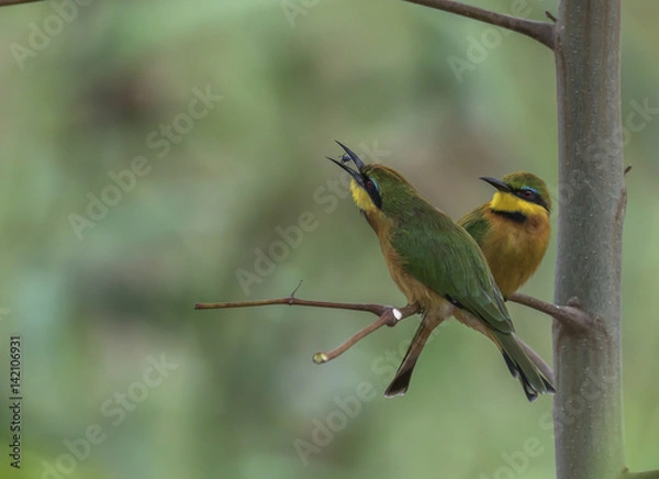 Fototapeta Little Bee-eater