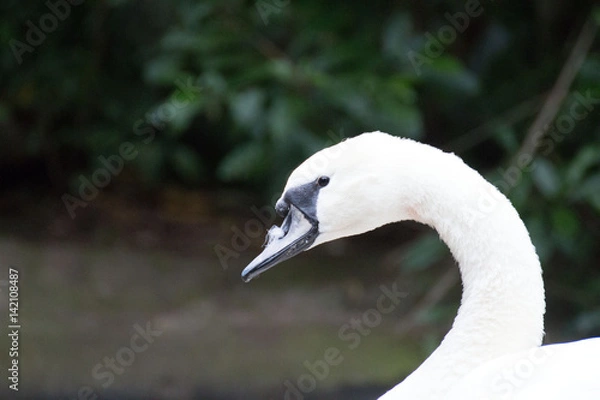 Obraz Swan head 