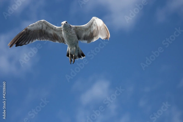Obraz seagull in Sky 