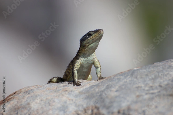 Obraz Lizard on rode