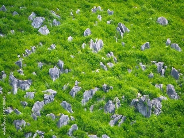 Fototapeta 自然のテクスチャ、緑豊かな草原に露出する秋吉台の石灰岩群