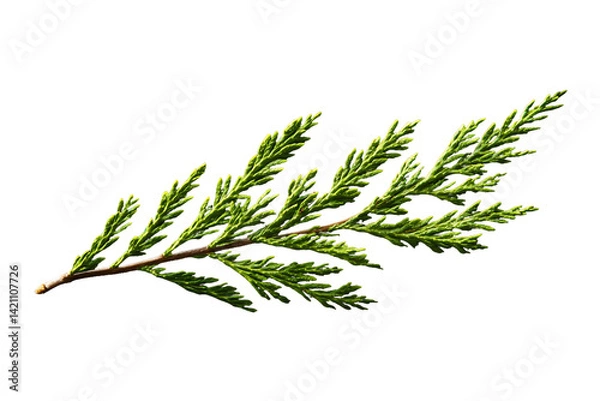 Obraz Vibrant Green Juniper Branch with Water Droplets on Transparent Background, PNG