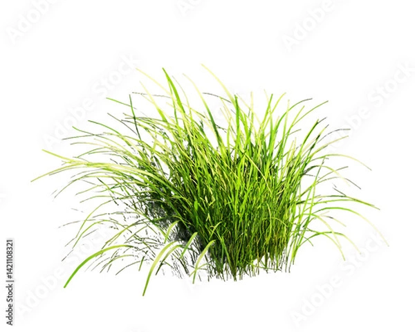 Obraz Vibrant Green Grass with Variegated Leaves on Transparent Background, PNG