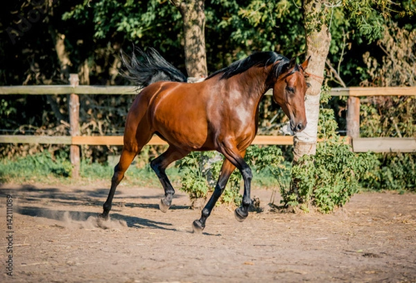 Obraz The horse is riding beautifully on the loose