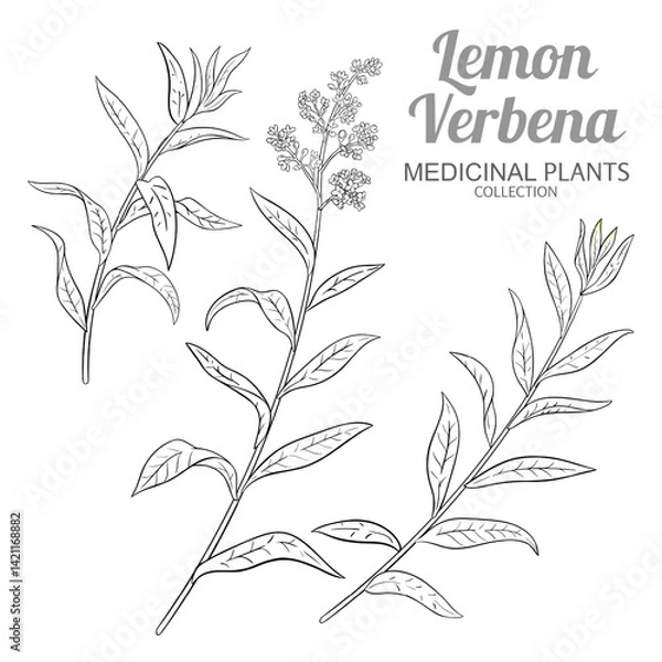 Fototapeta Lemon Verbena Branch with Flowers and Leaves Outline Illustration. Essential oil ingredient for aromatherapy, health care, alternative medicine. Vector isolated for design or decoration.