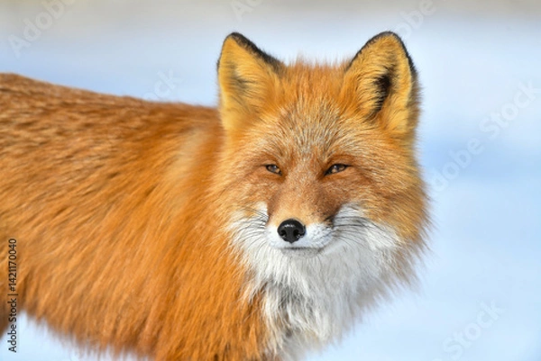 Obraz red fox vulpes