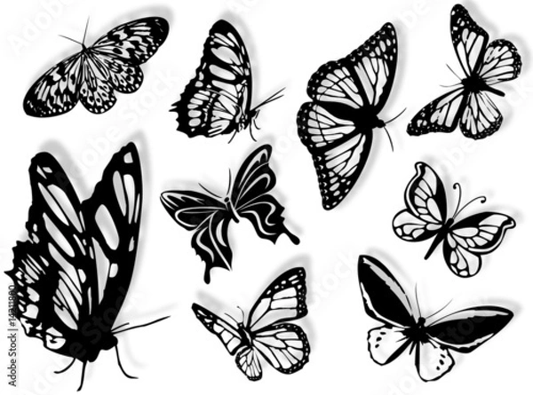 Obraz Farfalle in silhouette