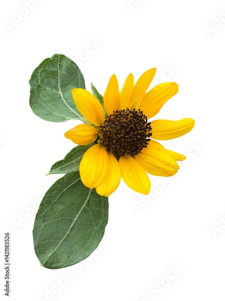 Obraz 黄色いひまわりの花と葉
