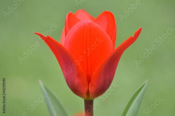 Obraz Red Tulip