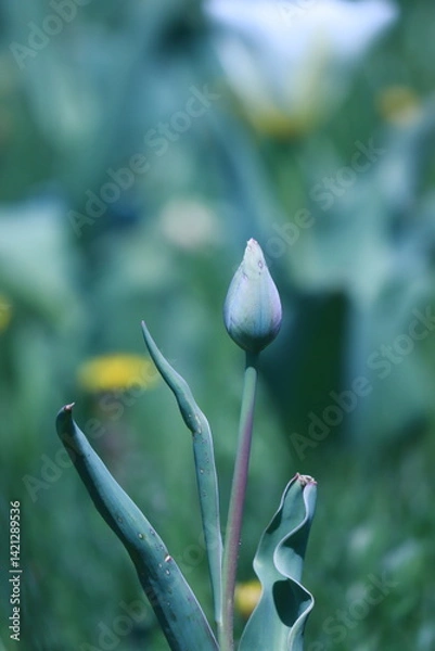 Fototapeta bud leaf in a field