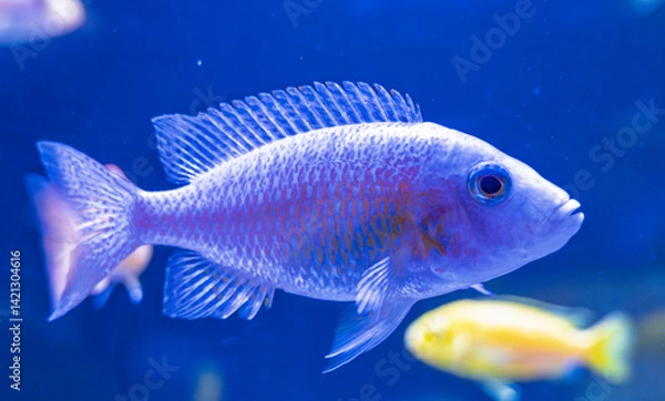 Obraz Close-up of colorful African cichlid in blue water..