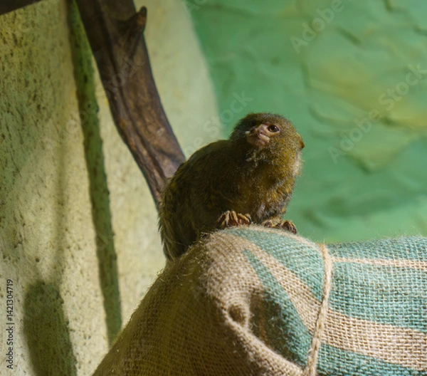 Obraz Pygmy marmoset resting on a perch in indoor zoo exhibit