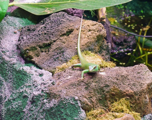 Obraz Vivid green emerald lizard basking on rock..