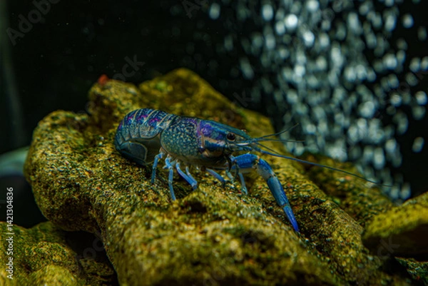 Obraz Electric blue crayfish exploring aquarium rocks and hiding spots..