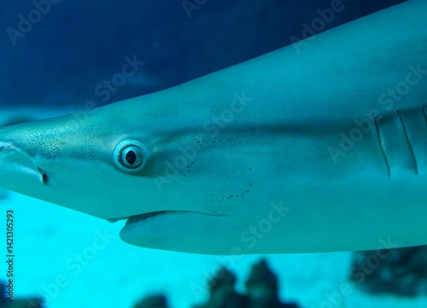Obraz Blacktip reef shark swimming in aquarium with blue lighting..
