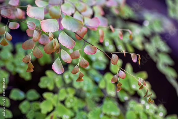 Fototapeta soft, translucent, and tinged with hues of gentle pink and green