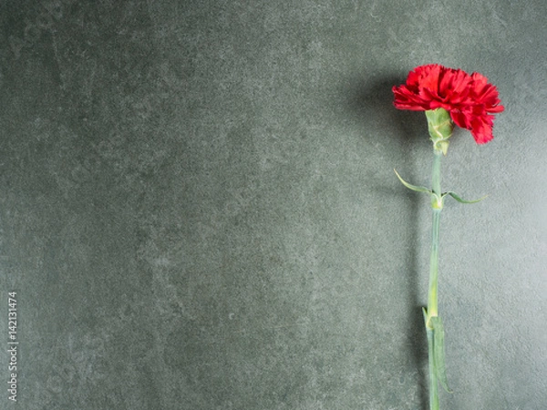 Fototapeta Red carnation over gray granite from top view and free space for text