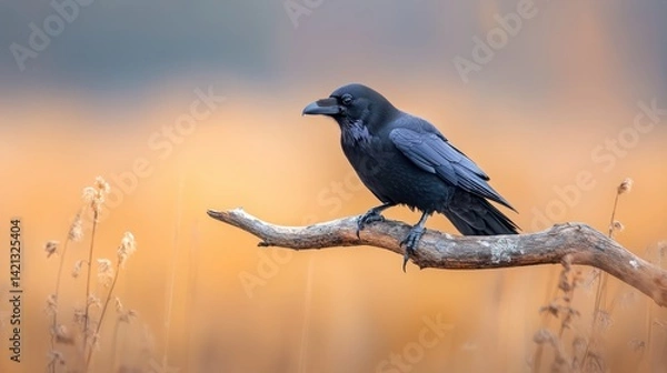 Obraz Raven perched on branch, golden light
