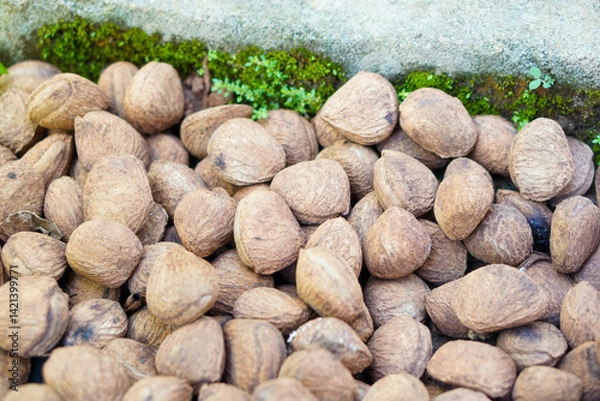 Fototapeta Kepayang, pangi or kaloa is a fruit used as a cooking spice known as keluak. It gives a blackish brown color, such as the use of rawon, brongkos, gabus picung, keluak spiced meat, and konro soup.