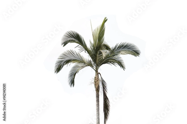 Fototapeta green palm isolated background,tall palm