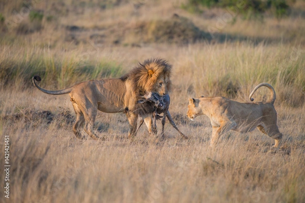 Fototapeta large male lion with a caputred gnu