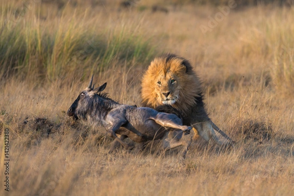Fototapeta Lion capturing a gnu - Mlasai Mara