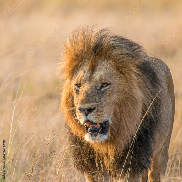 Fototapeta 3/4 portrait of a Larg eMale lion - Masai Mara
