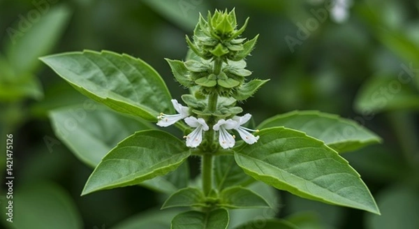 Obraz Detailed Close Up of Basil Ocimum Basilicum Leaves Showing Leaf Structure and Flower Arrangement in Natural Green Color