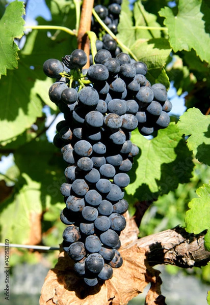 Obraz Grapes for wine production