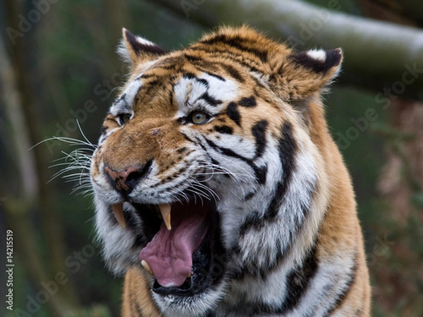 Obraz sibirischer Tiger