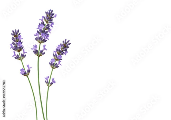 Fototapeta Bunch of fragrant purple lavender flowers isolated on white background – ideal for aromatherapy, relaxation, wellness, and botanical design themes.

