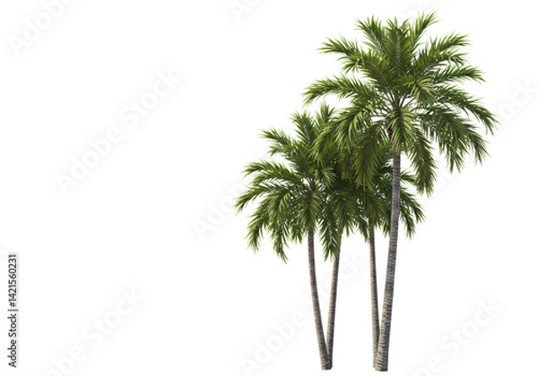 Obraz Three tall palm trees isolated on white background—ideal for tropical, vacation, nature, travel, and summer-themed design and creative visuals.

