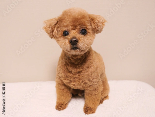 Obraz 日本、座って待っているトイプードル