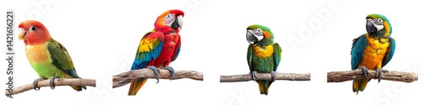 Fototapeta Collection of happy parrots sitting on a branches isolated on transparent background