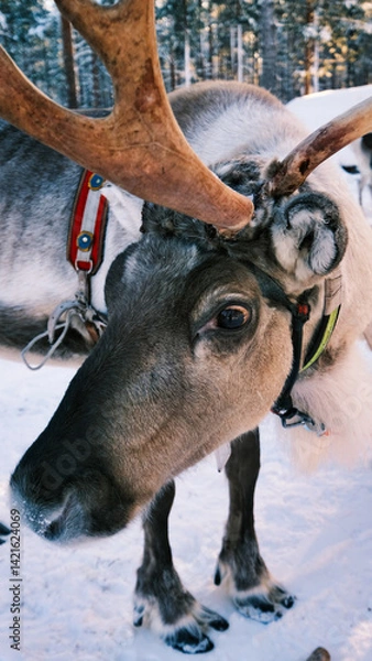 Fototapeta ツノがかっこいいトナカイ