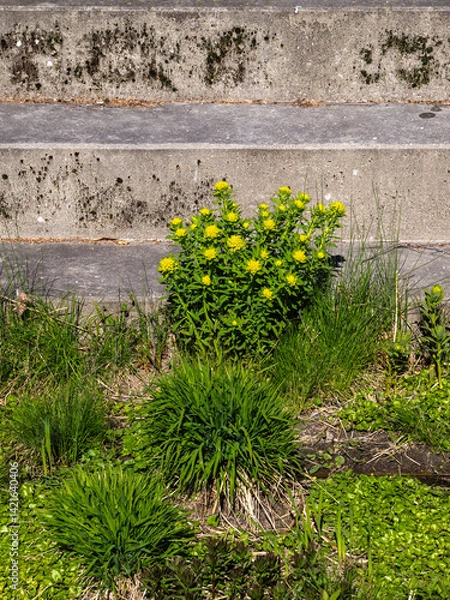 Obraz Yellow Flowers by Concrete Steps