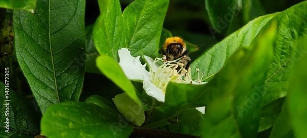 Obraz bee on a flower