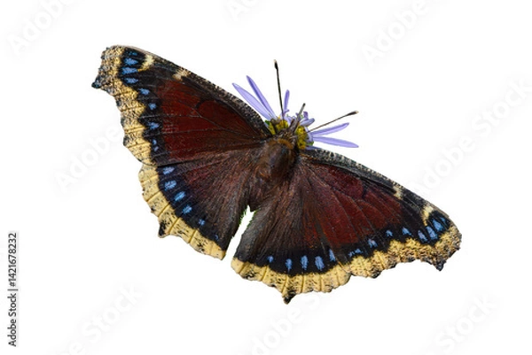 Fototapeta Mourning Cloak (Nymphalis antiopa) Butterfly Photo, on a Isolated Transparent PNG Background