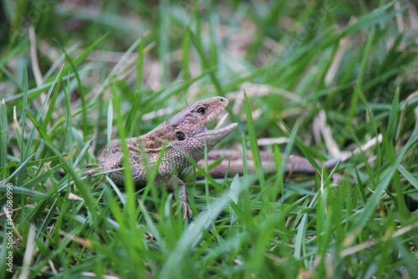 Fototapeta Lizard in green grass. Brown lizard with open mouth. Macro photo of lizard in grass