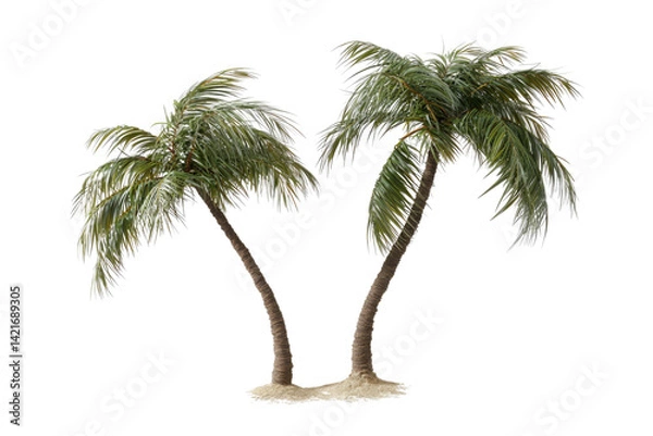 Fototapeta Coconut trees leaning isolated on white background PNG