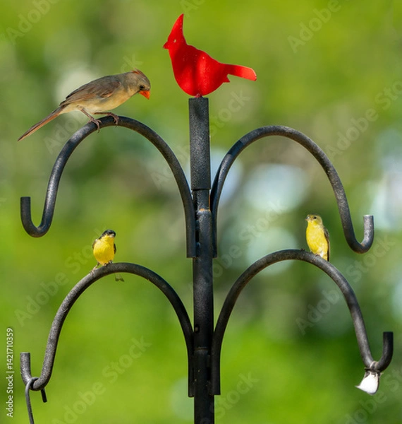 Fototapeta A female cardinal and a male and female lesser goldfinch sitting on the arches of the bird feeder pole, singing while waiting for supper