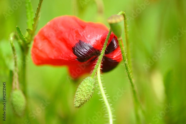 Fototapeta Red poppy flowers in full bloom in Spring with green background
