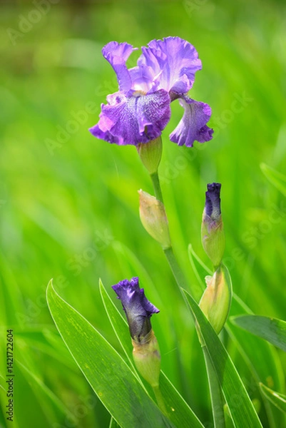 Fototapeta Close-up of blue iris flower and leaf in Spring