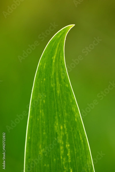 Fototapeta Close-up of blue iris flower and leaf in Spring