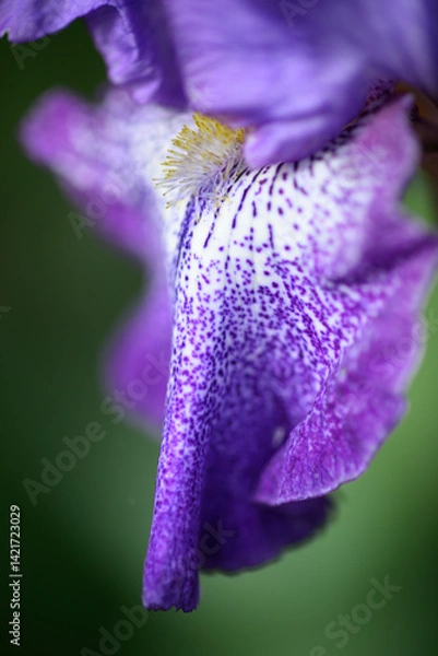 Obraz Close-up of blue iris flower and leaf in Spring