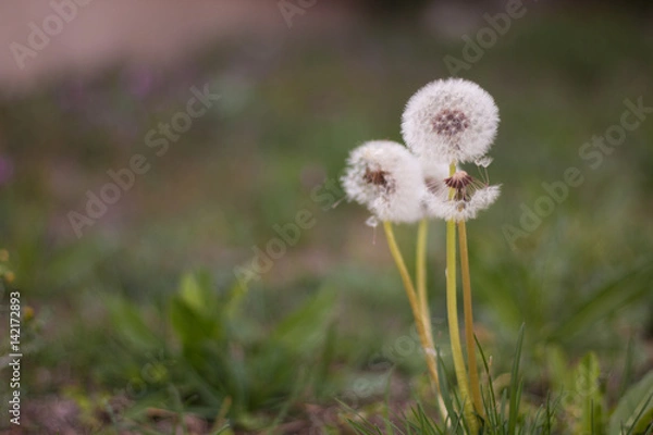 Fototapeta Diente de león