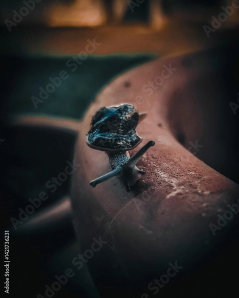 Fototapeta snail trying to enter in my home