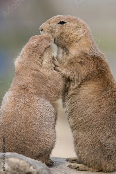 Obraz Präriehund in Love