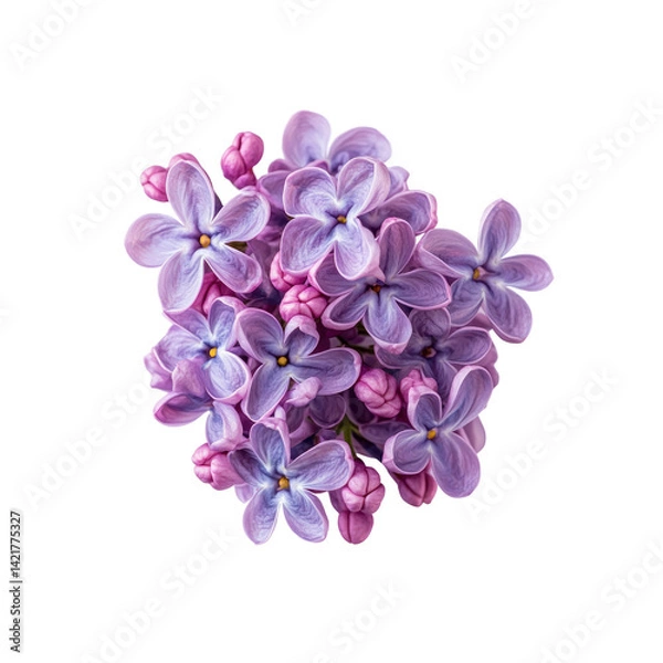 Fototapeta Vibrant Lilac Blossom Cluster on Transparent Background