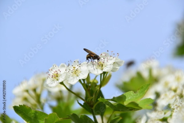Obraz Insect on hawthorn flower